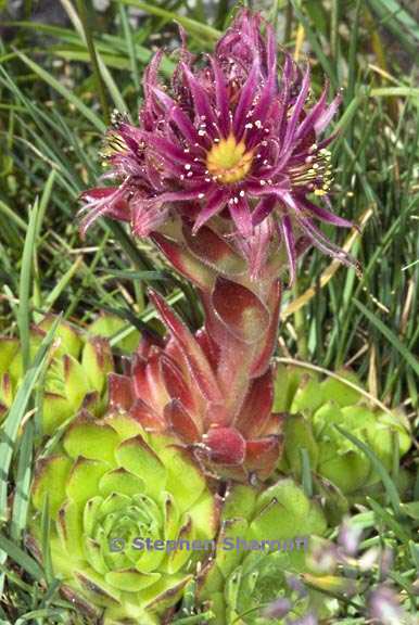 sempervivum montanum 2 graphic